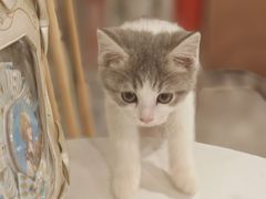 -楼上猫咖(罗湖店)