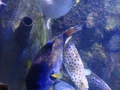 -太平洋海底世界