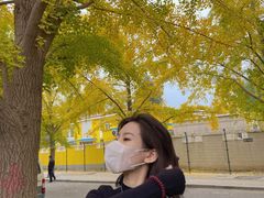 -三里屯东五街银杏大道