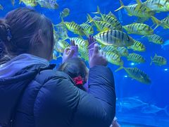 -华夏文旅海洋公园