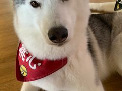 -Husky Go! 哈士奇体验馆·宠物咖啡厅狗咖