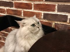 -猫友咖啡店(玉林西路店)