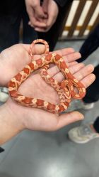 -Moni星球萌宠·小马宝莉·灵蛇·高端高阶全萌宠互动体验俱乐部(红豆国际广场店)