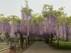 -嘉定紫藤园