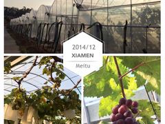 iphone_upload_pic-海堤葡萄园中小学生研学基地