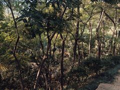 -北岭山森林公园