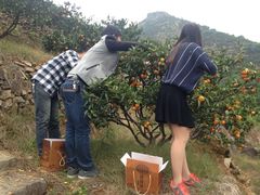 -涌泉保岛蜜桔