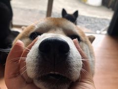 -柴犬高等学院·狗咖·柴犬售卖·宠物训练