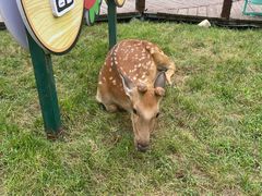 -北京鹿世界主题园