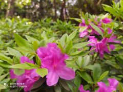 -铁山坪森林公园