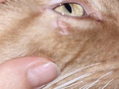 -利又安动物医院··老年病·猫科犬科·中兽医