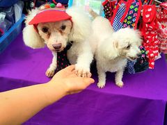 SUNDAY&nbsp;Walking&nbsp;Street-周日夜市