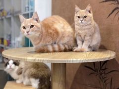 -楼上猫咖(罗湖店)