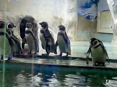 -北戴河圣蓝海洋公园