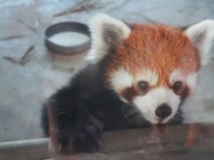 -石家庄市动物园