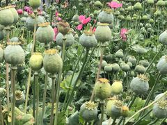 -国家植物园南园