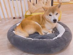 -柴迷FANS CLUB·柴犬狗咖·猫咖