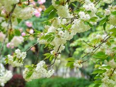 -白塘生态植物园
