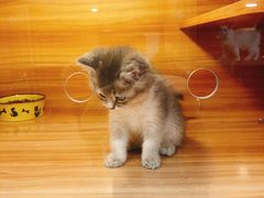 -猫十亿·布偶金渐层·曼基康矮脚猫舍(青年路店)