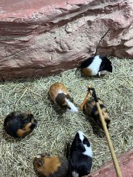 -Zoolung Zoolung动物主题公园(海信广场店)