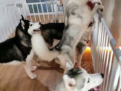 -Husky Go! 哈士奇体验馆·宠物咖啡厅狗咖