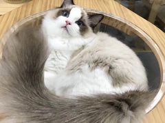 -猫十亿·布偶金渐层·曼基康矮脚猫舍(青年路店)
