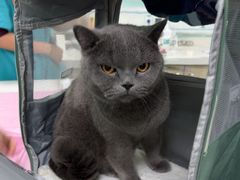 -北京观赏动物医院·24小时大型综合·猫专科·异宠专科
