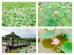-大湾区中央湿地公园