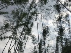 -象头山国家级自然保护区