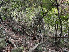 -素山寺森林公园