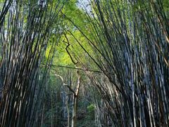 -黄埔油麻山森林公园