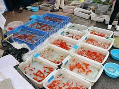 -清平路水族市场