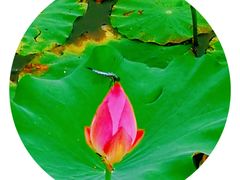 -天津东丽湖风景区