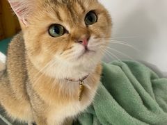 -猫在这儿猫咪咖啡馆·撸猫馆