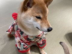 -逗柴咖啡屋·狗咖猫咖宠物桌游