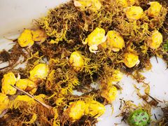 -华声天桥民俗文化园