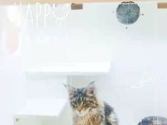 -十年猫舍·猫咪专门店(普陀店)