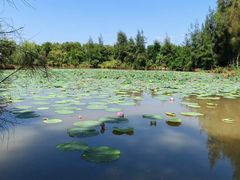 -漩门湾国家湿地公园