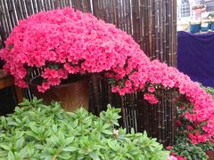 -上海鲜花港