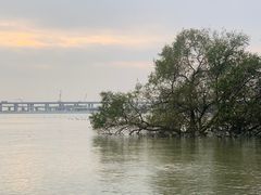 -宝安西湾红树林湿地公园
