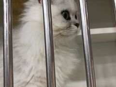 -1013 PET SHOP 宠物商店(近铁城市广场店)