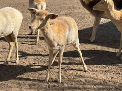 -北京麋鹿生态实验中心