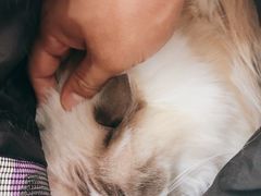 -宠爱国际动物医院· 猫科· 外科·中兽医(长白店)