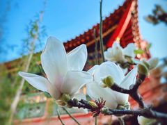 -圆通禅寺