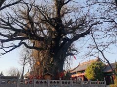 -大槐树寻根祭祖园