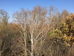 -塞罕坝国家级自然保护区