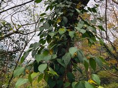 -宁波五龙潭景区