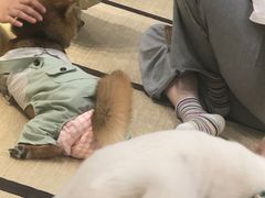 -逗柴咖啡屋·狗咖猫咖宠物桌游