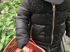 -胜丰草莓采摘园