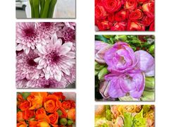 -循礼门鲜花花市(武汉循礼门店)